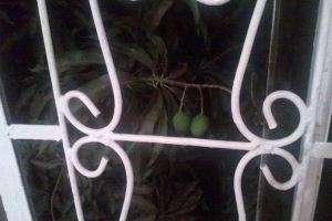 mangos