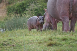 nijlpaard2.jpg
