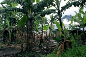 image1.jpg