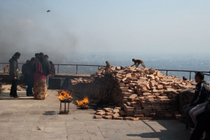 Onder toezicht van de apen zijn de monniken aan het werk