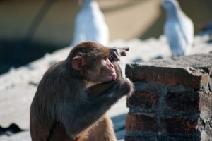 Hij heeft wat aan zijn poot en het is lekker