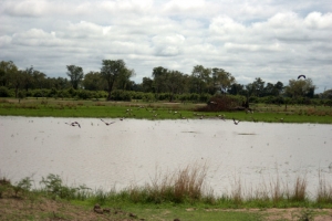sg1L5147