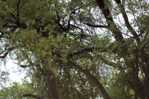 sg1l4821