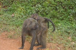 dscn0610.jpg